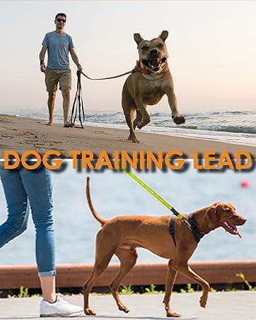 dog lead
