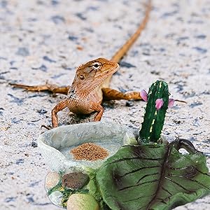 Reptile Water Bowl