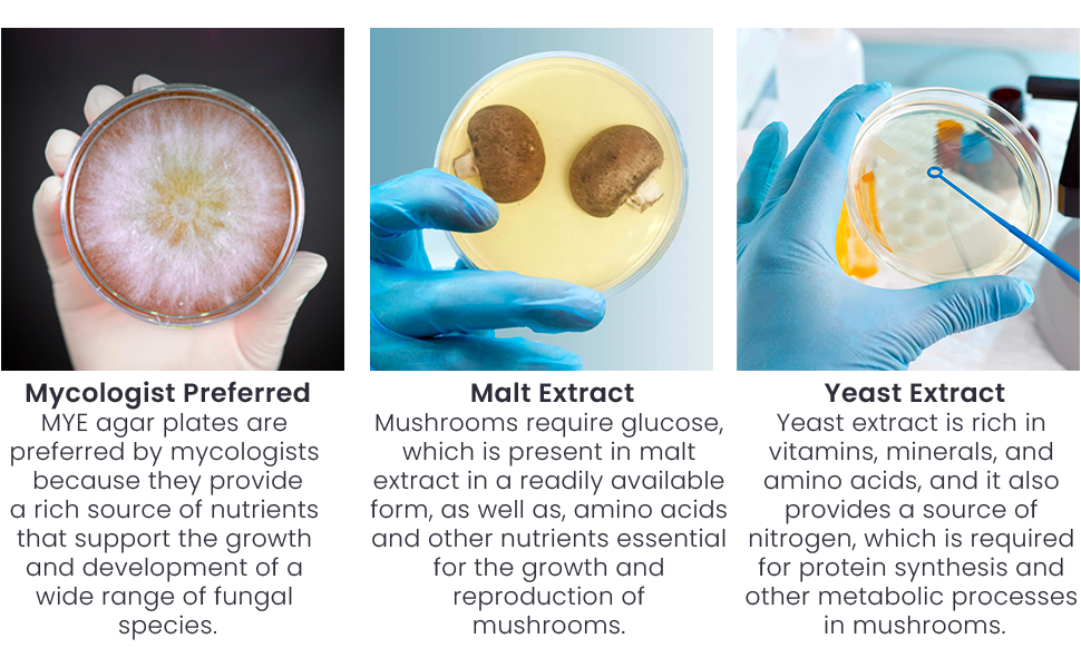 Olympus Myco Malt Yeast Extract Agar Plates (MYA) 10 Sterile