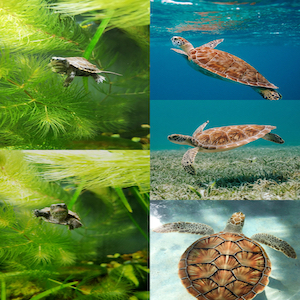 turtle tank decoration