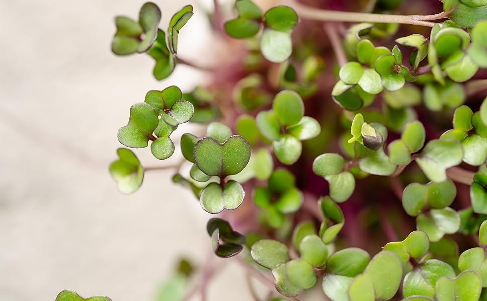 Microgreens Up Close