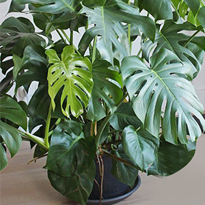 plant support for indoor plants