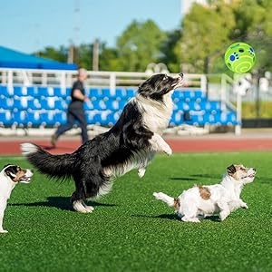 interactive dog toys