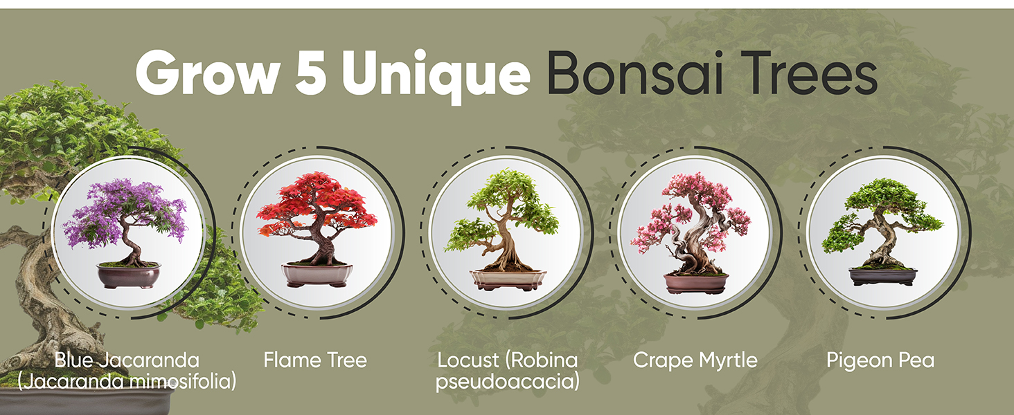 bonsai trees