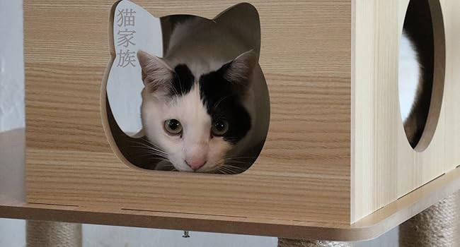 Amazon | 猫家族 2025年新型 広い展望台付き キャットタワー