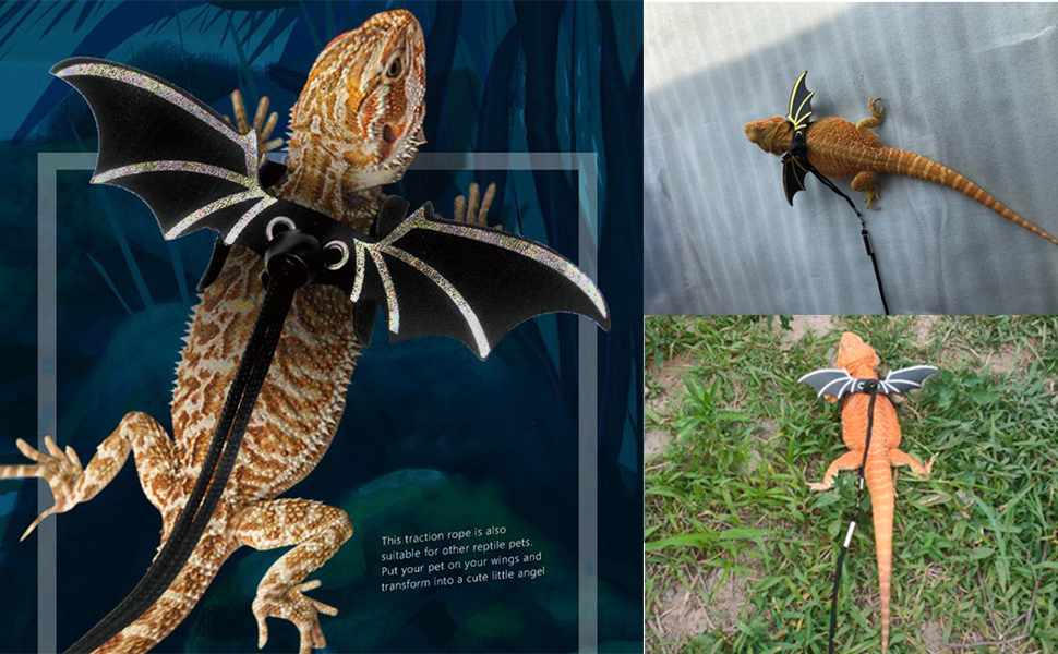 ein Drachenkostüm für einen Drachen