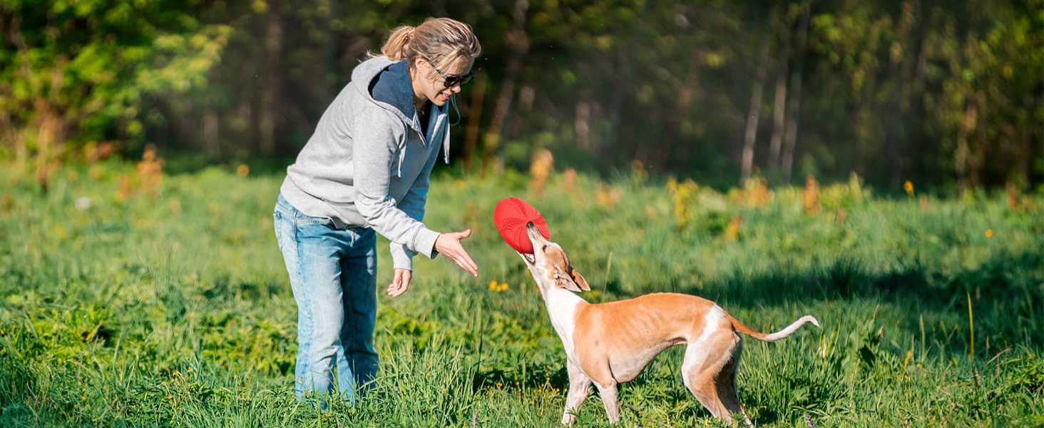 Frisbee für Hunde
