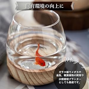 Amazon | [シャンディニー] 金魚鉢 ガラス メダカ 金魚 北欧