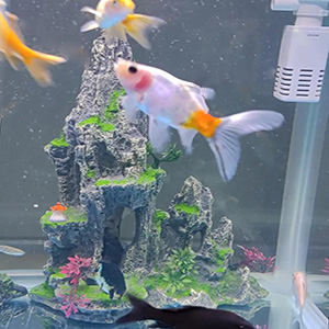 Fish tank decoration