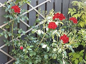 Small manufacture image 6