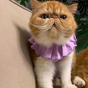 cat recovery suit