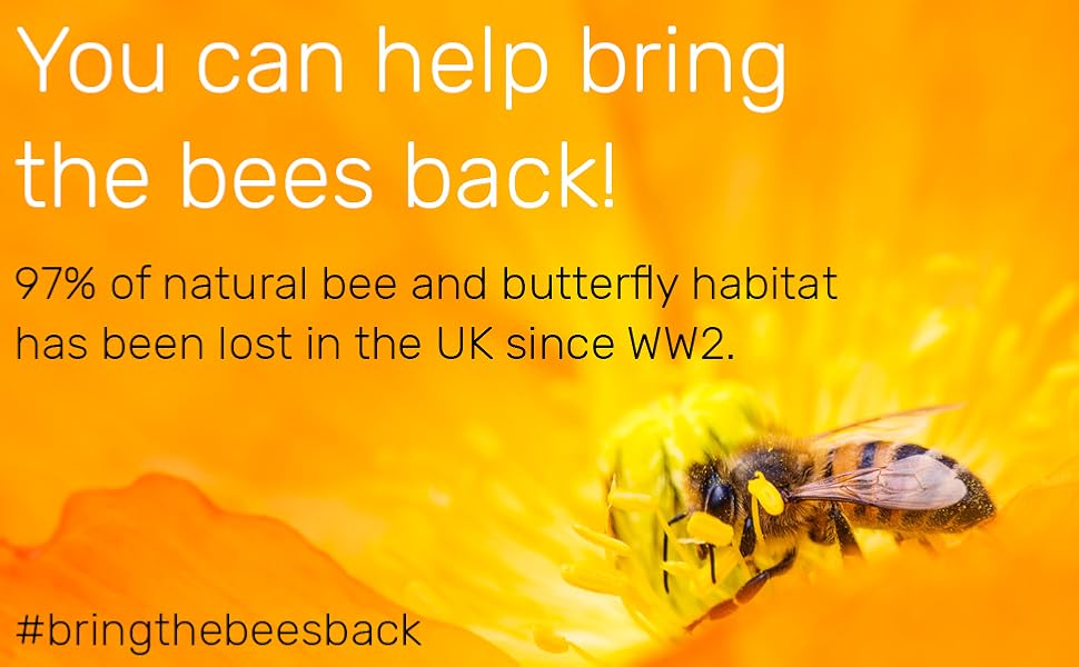 Official Beebombs Wild Flower Seeds UK Native Mix Handmade in Dorset