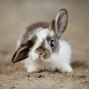 CD lapin cosmétique vegan