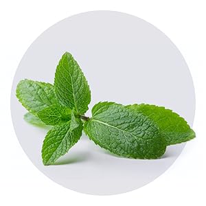 Peppermint
