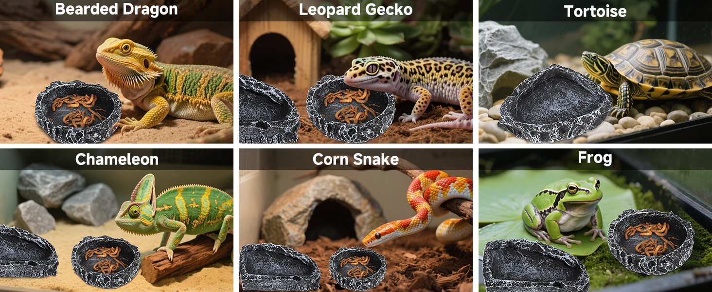 Reptile Terrarium Bowls 