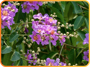 banaba