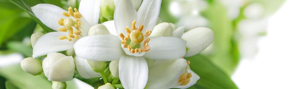 Neroli, orange blossom, natural skincare, aromatherapy, calming essential oil, frankincense