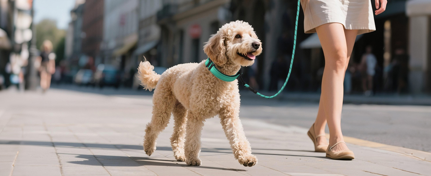 dog collar for small dog