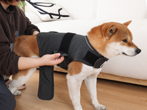 storm jacket for dogs