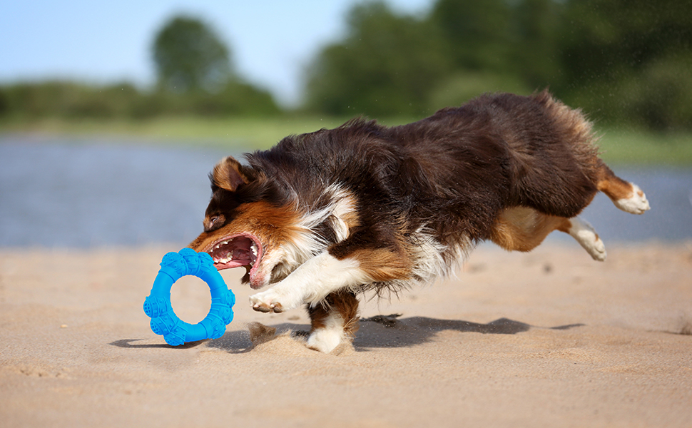 dog toy ring