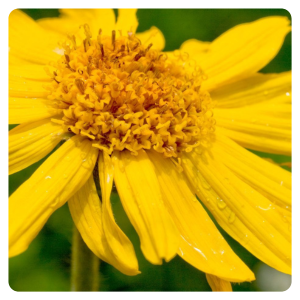 arnica 