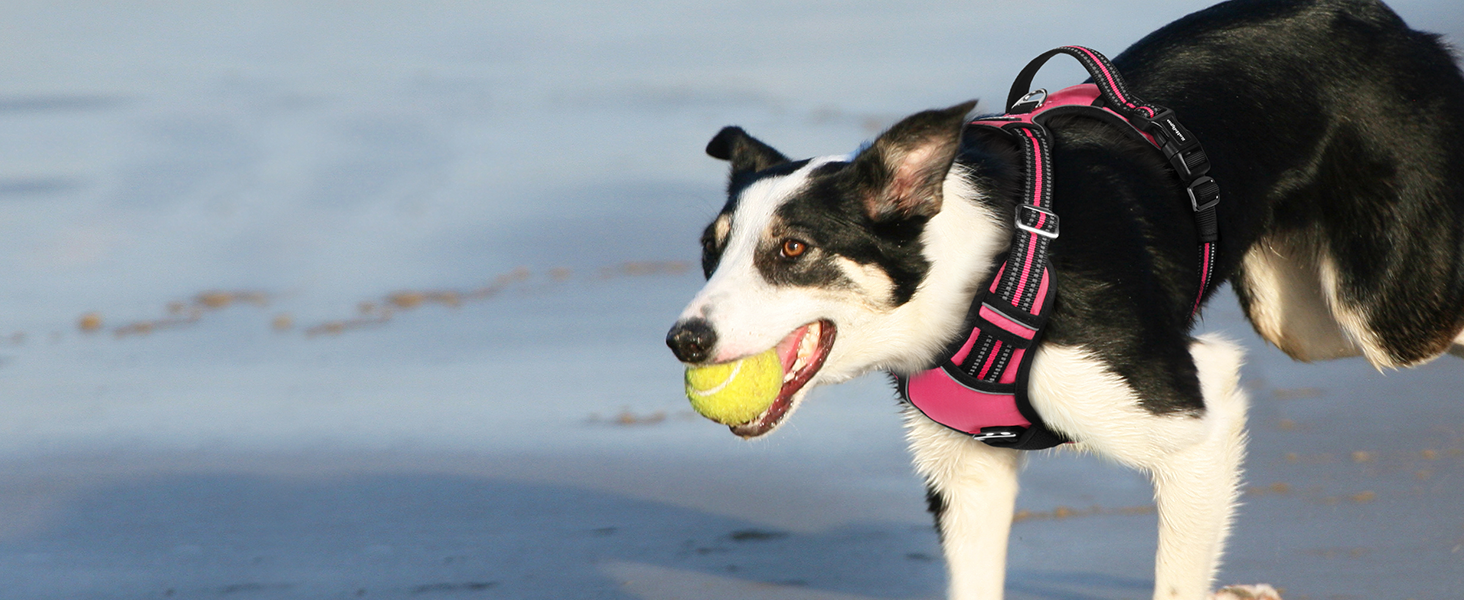 dog harness