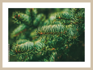 Fichtennadeln