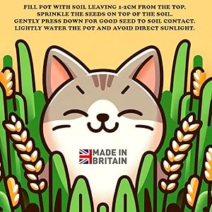 Cat grass for indoor cats