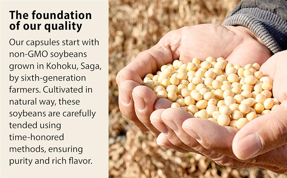 Japanese farmer&#39;s hands holding Japanese soybeans