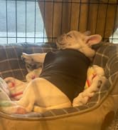 Small Dogs Jumpers Soft Fleece Vest Dog Sweatshirt, Puppy Kittens Winter Clothes Warm Jacket Coat...