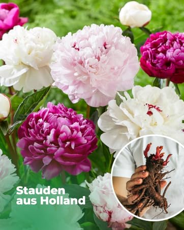 Sämlinge von mehrjährigen Pfingstrosen aus Holland