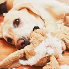 dog toy