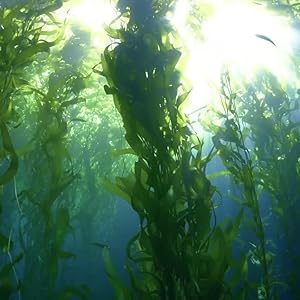 spn-bfc Seaweed Extract