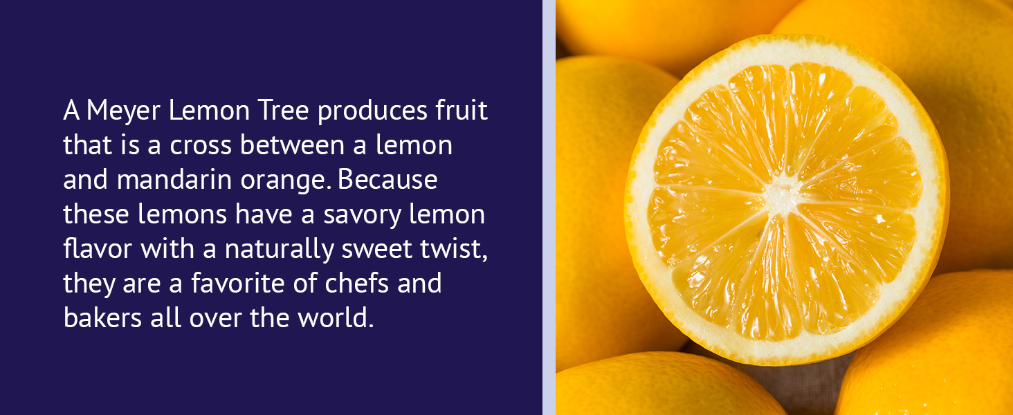 Brighter Blooms Meyer Lemon Tree, 12 ft. No Shipping to AL, AZ, CA, FL, GA, LA