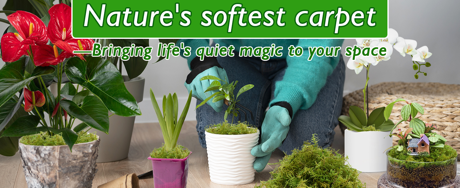 sphagnum moss for plants