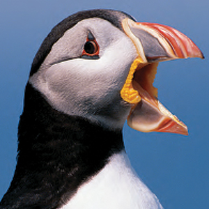 Ausks,Murres, Puffins