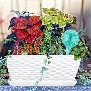 Plant Watering Globes