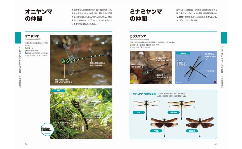 くらべてわかる トンボ (くらべてわかる図鑑) | 尾園 暁 |本