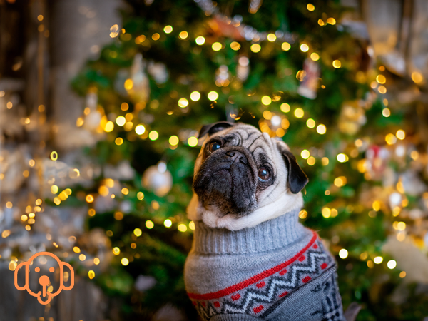 AI Camera Scene Detected a Dog Pug with Christmas decoration in the background