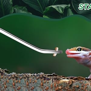Reptilien-Futterzange aus Edelstahl mit Futter für einen bunten Gecko. Das Paket enthält 2 Stück. Die Zange hat einen langen Griff für sicheres Füttern.