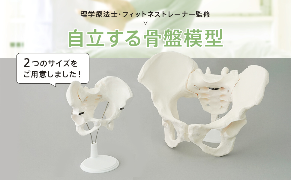 WeBirth 骨盤 模型 【理学療法士監修】触って動かせる 女性(等身大) Amazon.co.jp: WeBirth 骨盤 模型 【理学療法士監修】触って