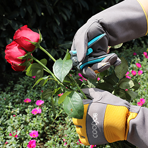 Thorn Resistant in Gardening