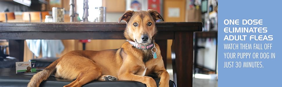 one daily does eliminates adult fleas