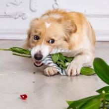 dog toy