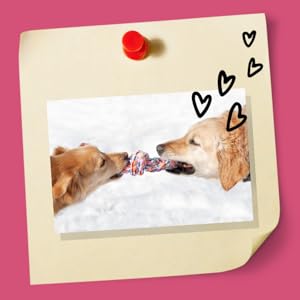 Little Wrangling with dogs