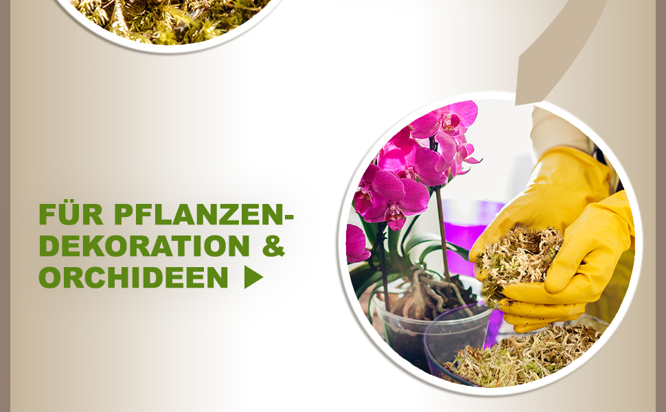 Pflanzendekorationsdisplay mit leuchtend rosa Orchidee und gelben Dekorationselementen, mit sichtbarem deutschen Text zur Pflanzendekoration.