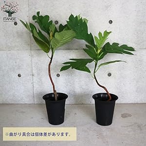 Amazon｜ITANSE パンの木 (パンノキ) 6号鉢【品種で選べる