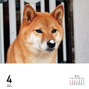 I LOVE しばカレンダー 2025（月めくり/壁掛け） (ネコ