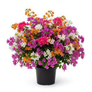 Bougainvillea multicolour indoor outdoor pot podha gamla buganbelia live plant Flowers grafted