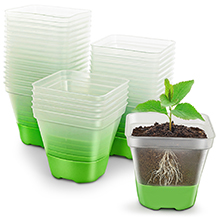 clear plastic pots for plants